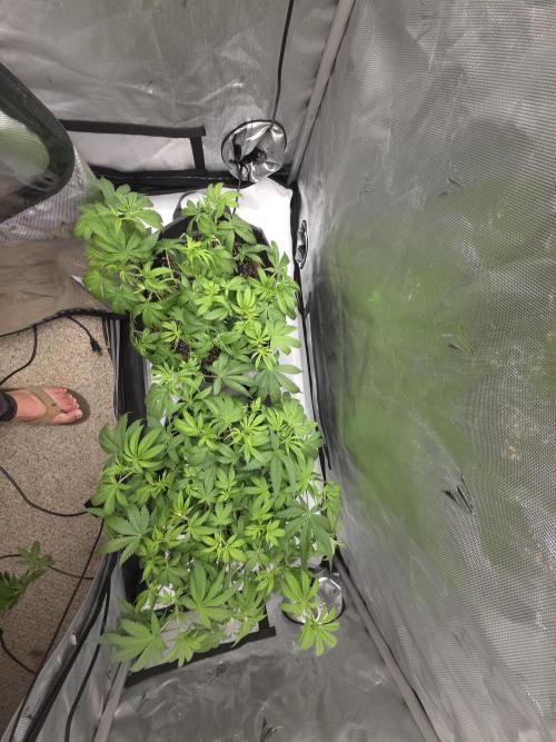 Sour garlic x Honey Banana. Week 1