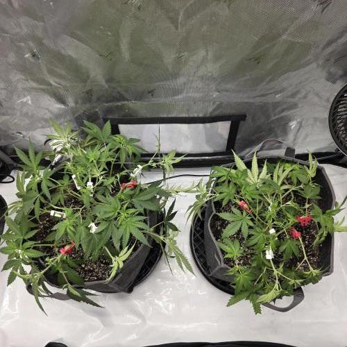 Sour garlic x Honey banana. Week 2 - Week 1.5 into flowering 