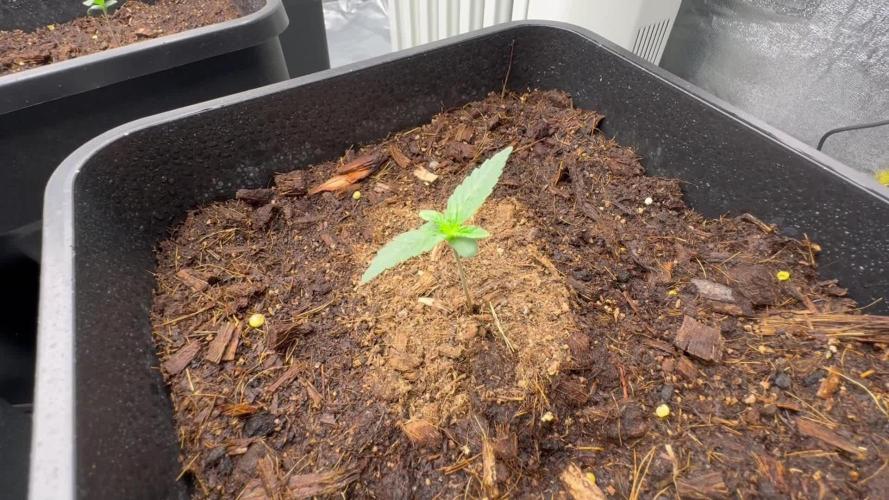 Sticky orange /double grape / first grow