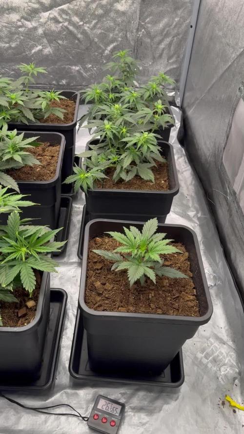 Sticky orange /double grape / first grow