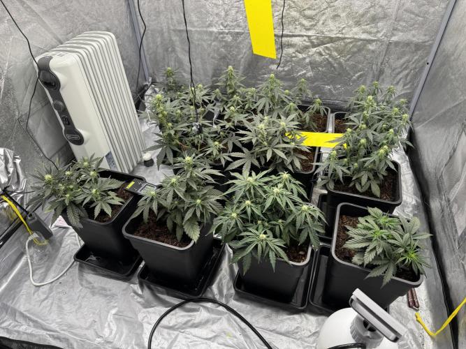 Sticky orange /double grape / first grow. Week 6