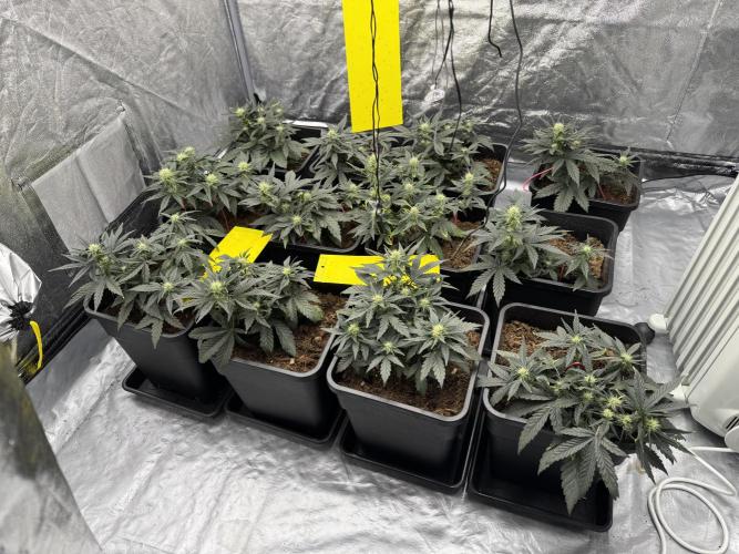 Sticky orange /double grape / first grow. Week 6