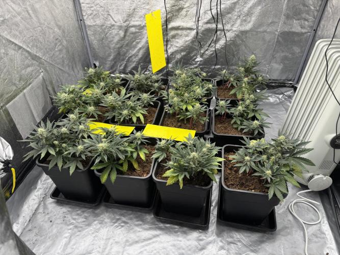 Sticky orange /double grape / first grow. Week 7