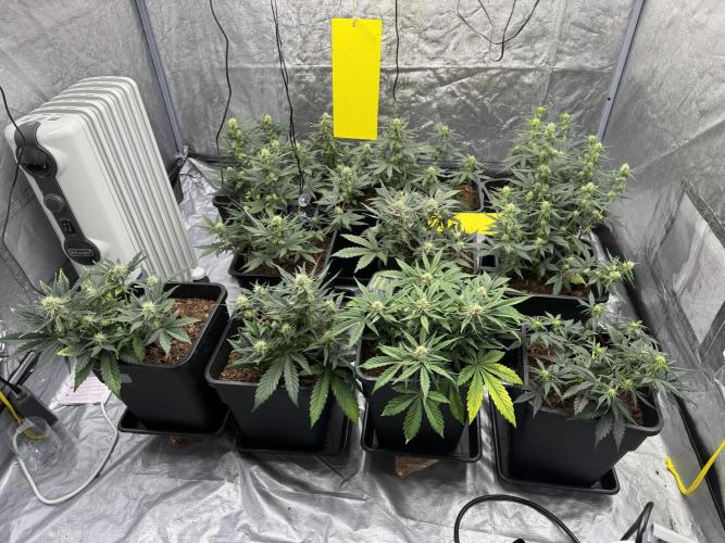 Sticky orange /double grape / first grow. Week 7