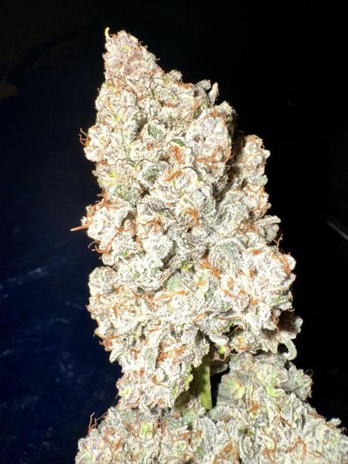 Sticky orange /double grape / first grow. Week 9 - Pendant la manucure 