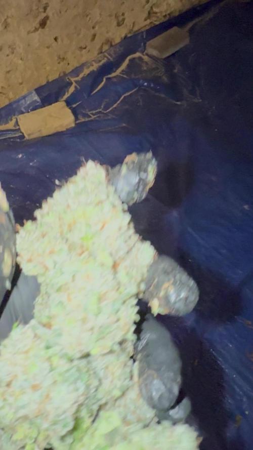 Sticky orange /double grape / first grow