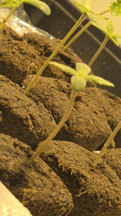 GreezysBudHouseXBrumPharmacy