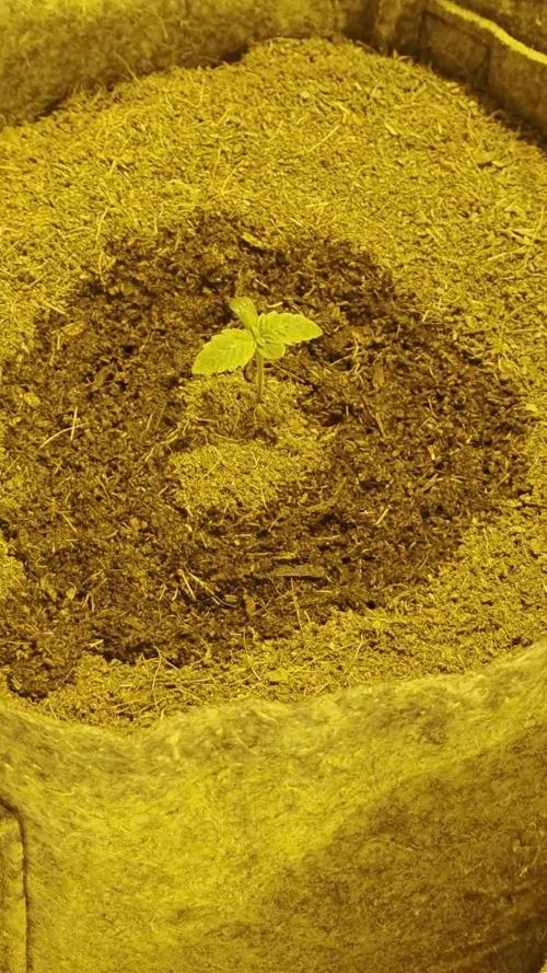 GreezysBudHouseXBrumPharmacy