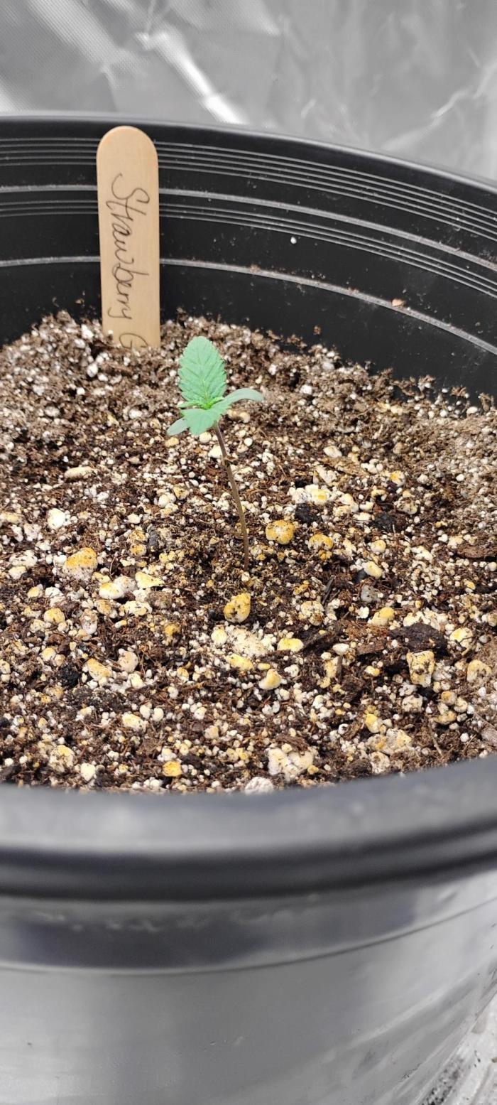 Strawberry Gorilla. Week 1 - She is 1 week in this photo and so far she is doing well. 