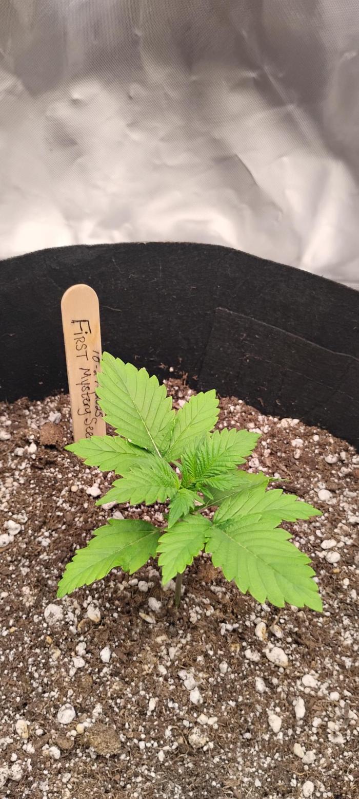 Mystery Seed 1. Week 2 - She is doing amazing. Still have not figured out what strain she is yet.