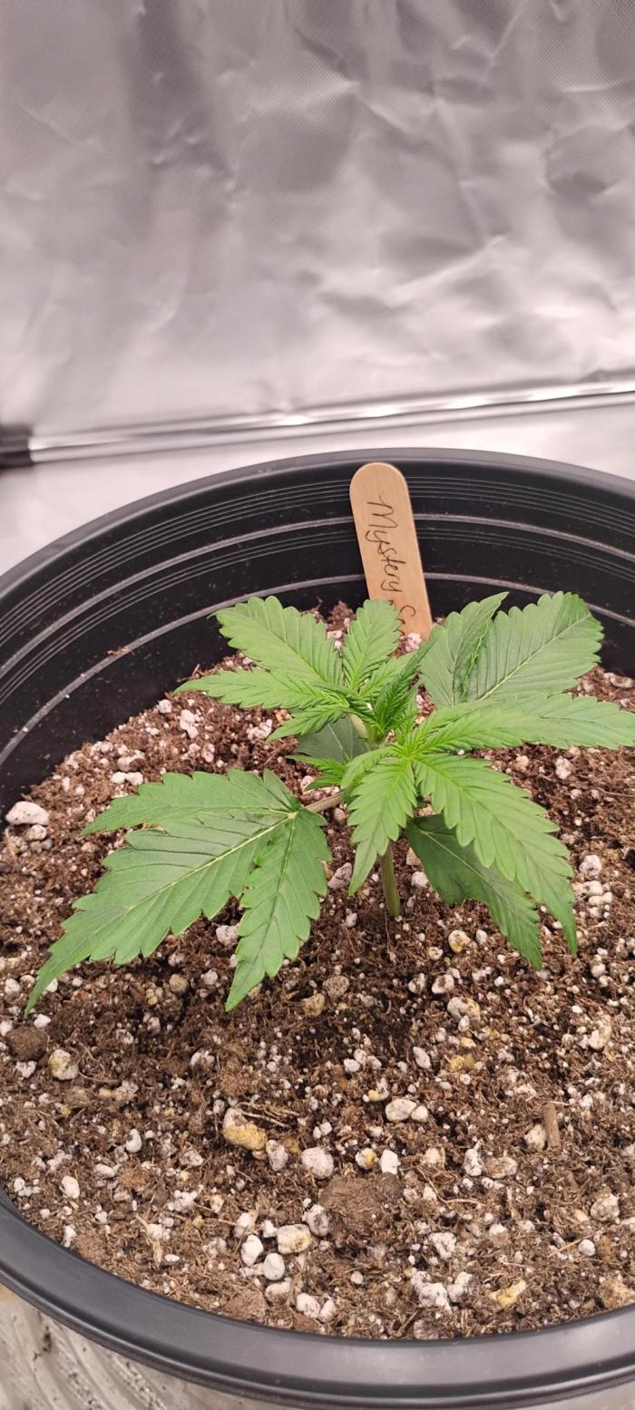 Mystery Seed 2. Week 2 - This baby is doing very well.