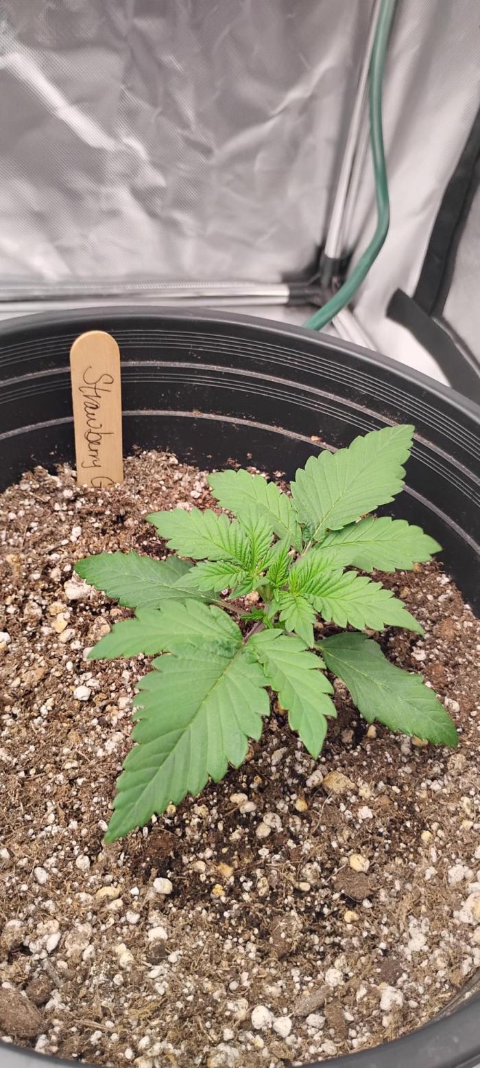Strawberry Gorilla. Week 2 - Looking like a strawberry weed plant 😊