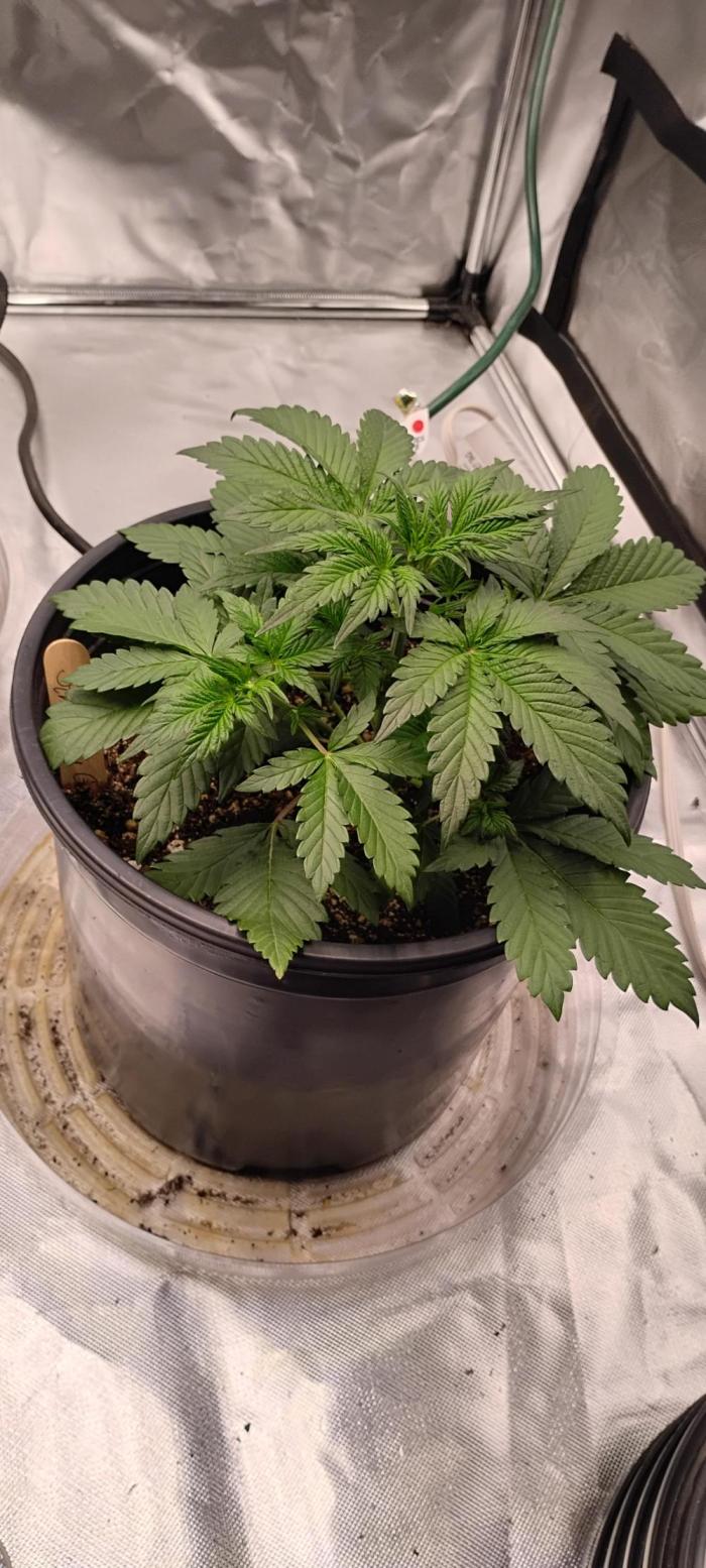 Strawberry Gorilla. Week 3