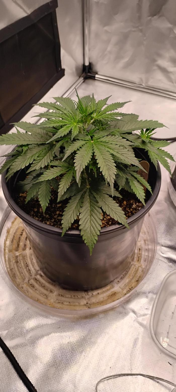 Mystery Seed 2. Week 3 - Still a mystery 