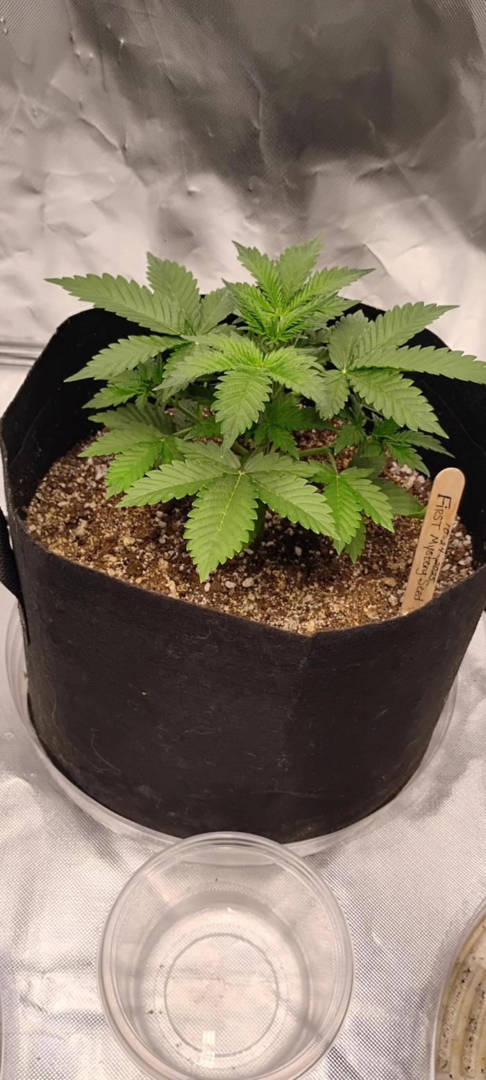 Mystery Seed 1. Week 3 - Still a mystery 