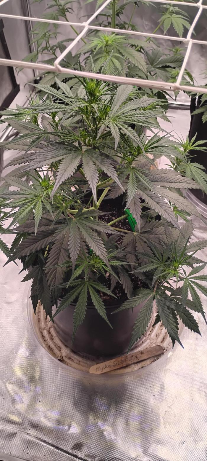 Mystery Seed 2. Week 4