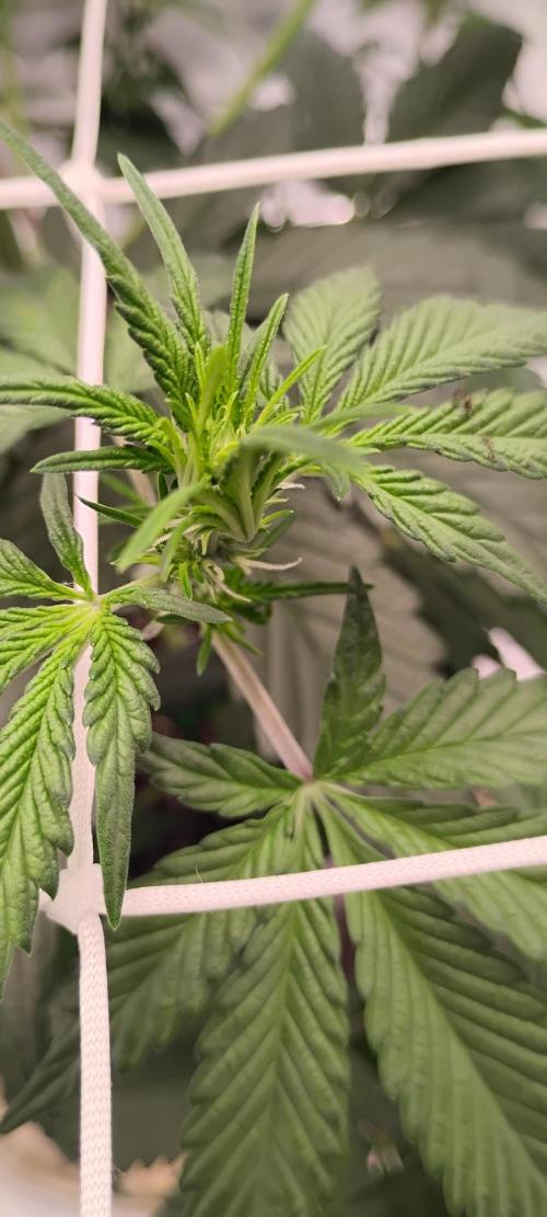 Strawberry Gorilla. Week 4 - She has flowered 