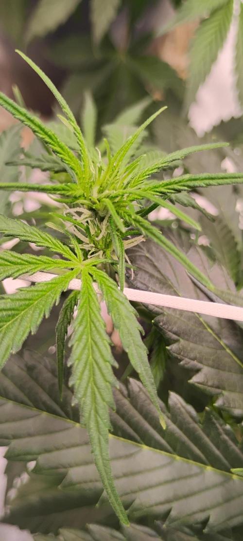 Mystery Seed 2. Week 4 - She has flowered 