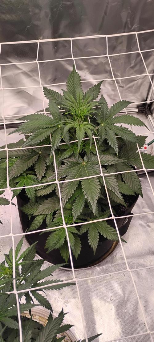 Mystery Seed 1. Week 4 - Had to update her for Thanksgiving 😊