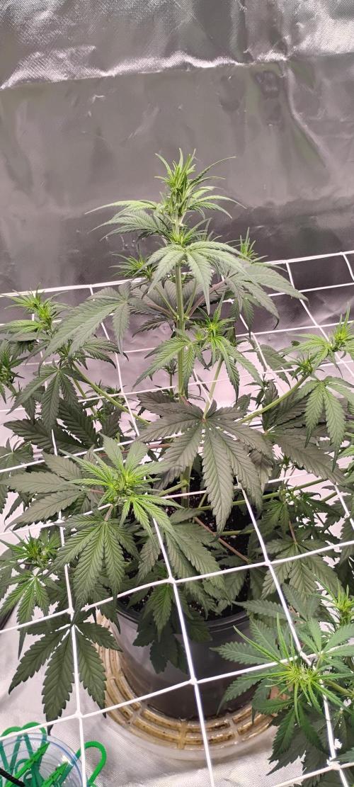 Strawberry Gorilla. Week 4 - Thanksgiving Day update 