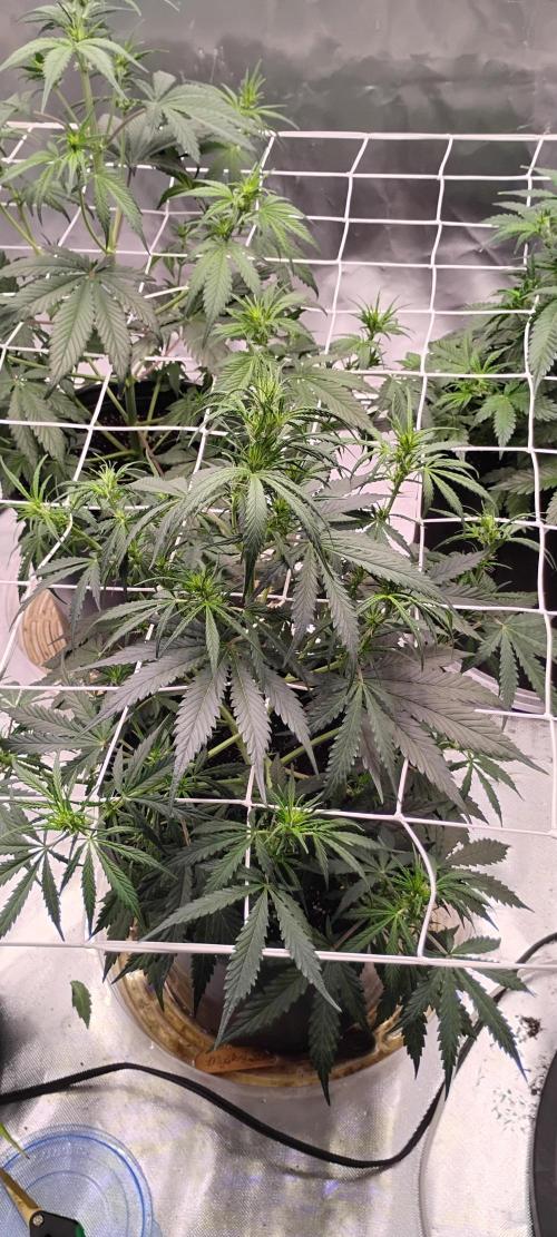 Mystery Seed 2. Week 4 - Thanksgiving Day update 