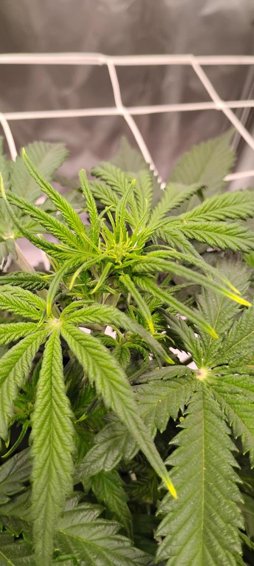 Mystery Seed 1. Week 4 - She is now in flower stage