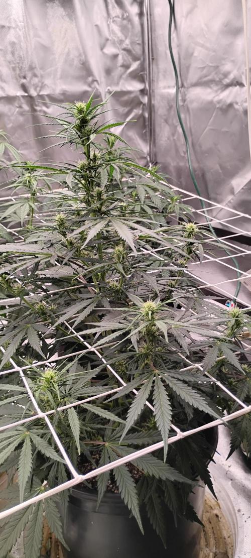 Mystery Seed 2. Week 5