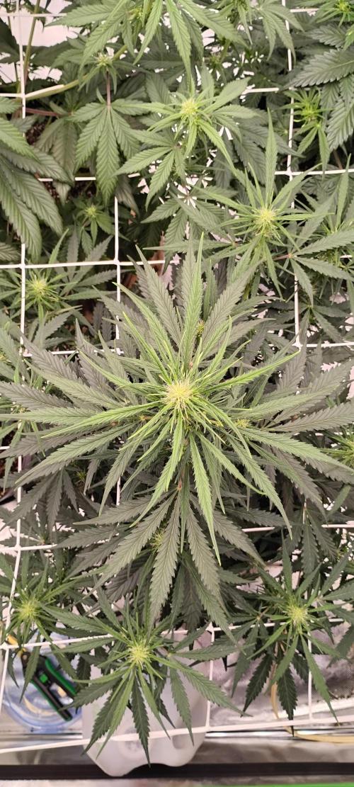 Mystery Seed 2. Week 5