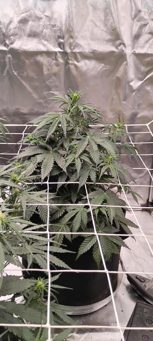 Mystery Seed 1. Week 5