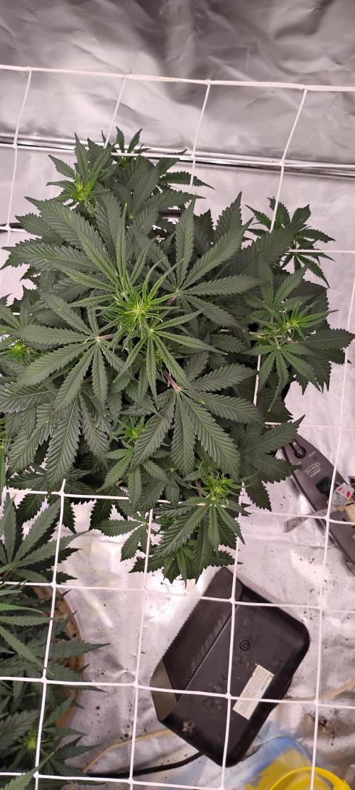 Mystery Seed 1. Week 5