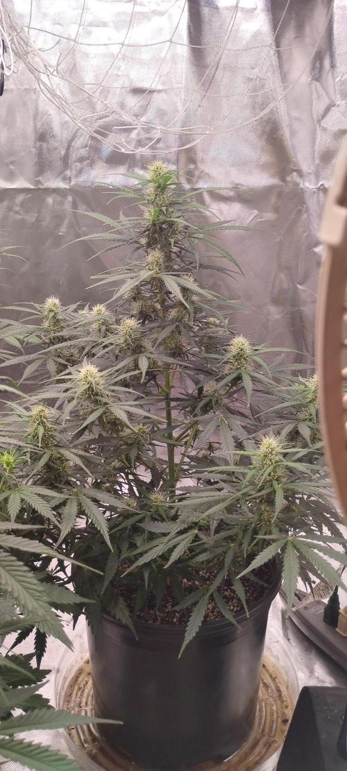 Mystery Seed 2. Week 6