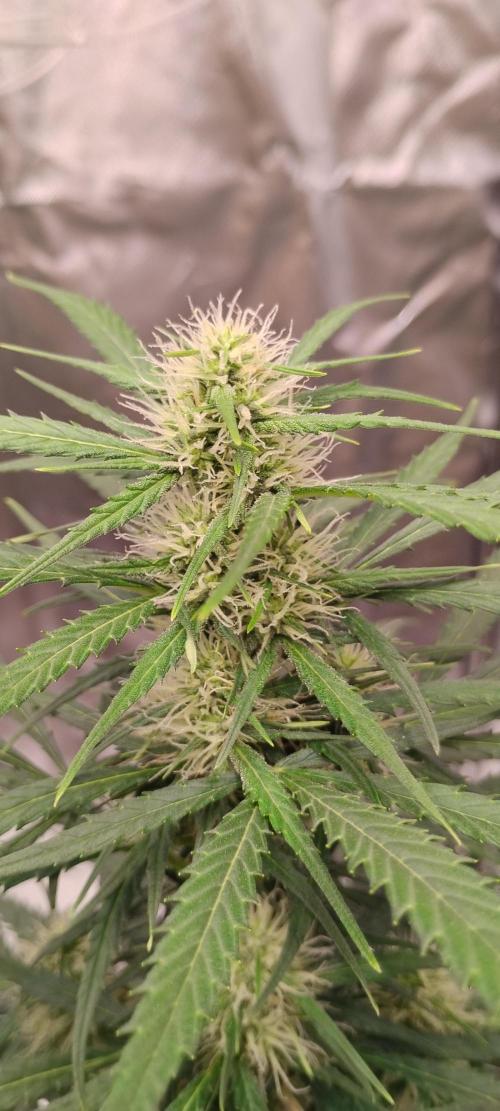 Mystery Seed 2. Week 6