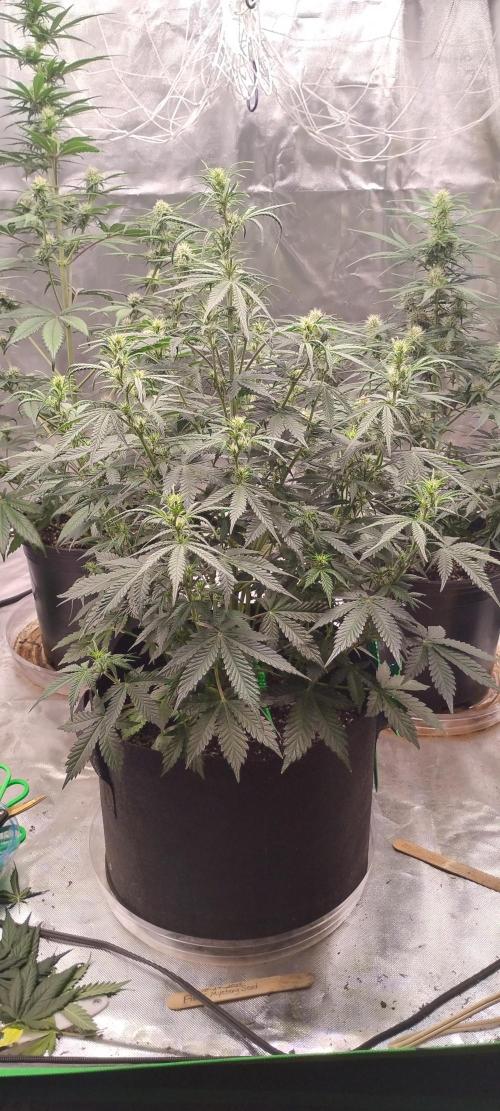 Mystery Seed 1. Week 6