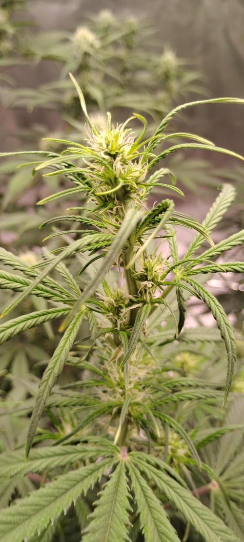 Mystery Seed 1. Week 6