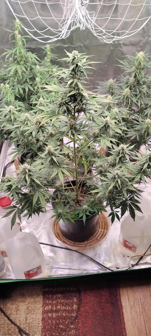 Strawberry Gorilla. Week 7