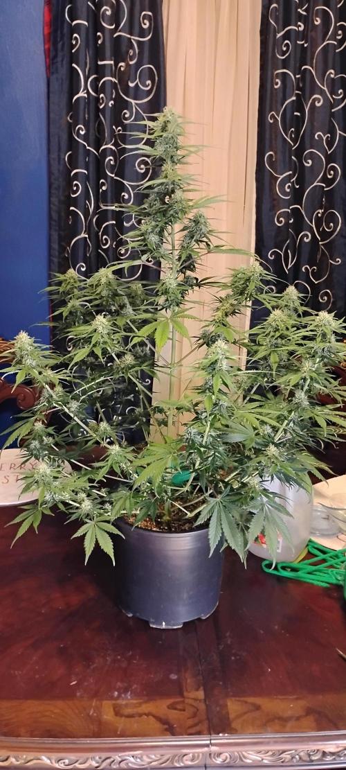 Strawberry Gorilla. Week 7