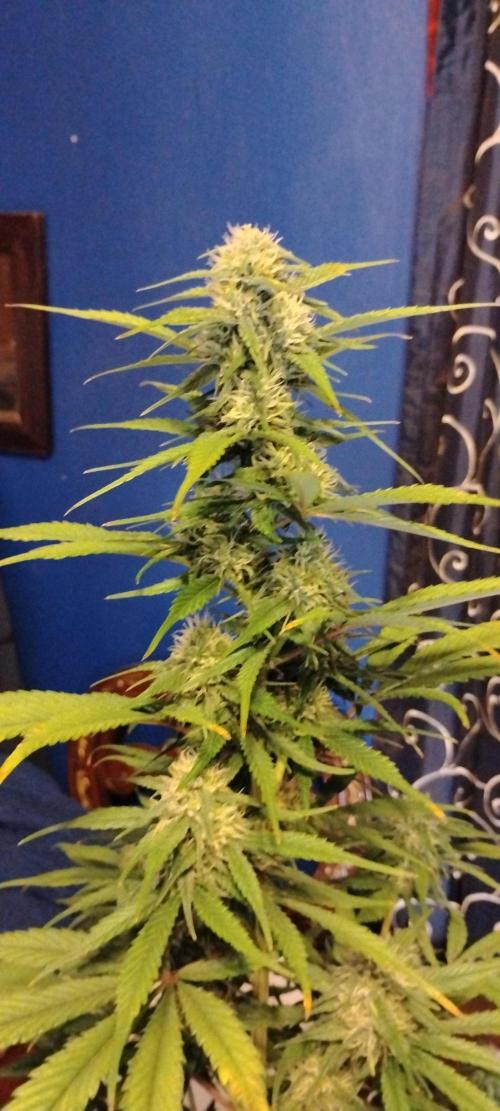 Strawberry Gorilla. Week 7