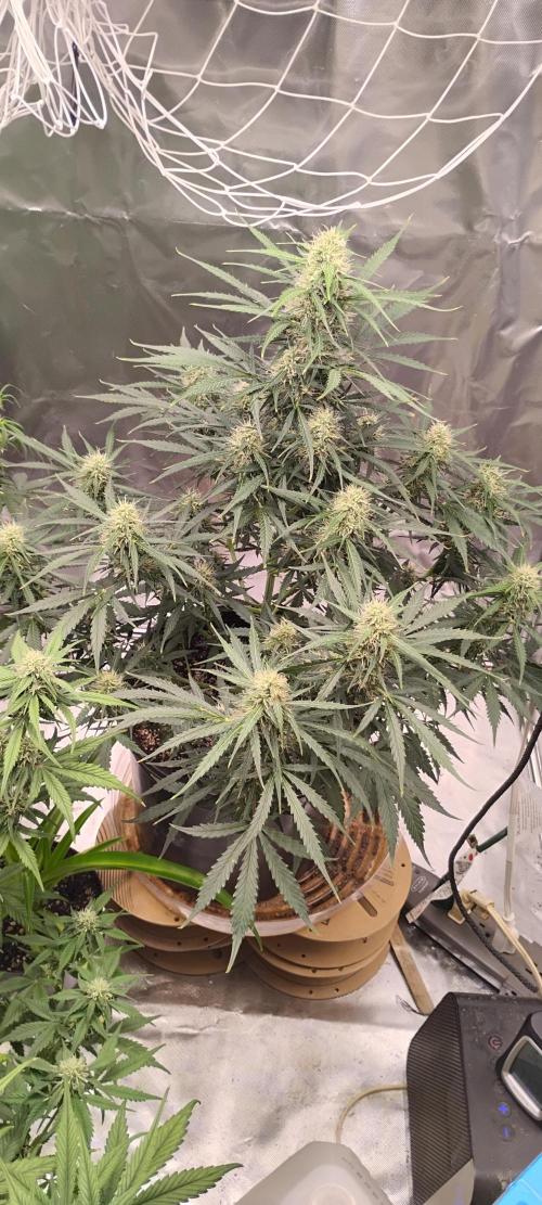 Mystery Seed 2. Week 7