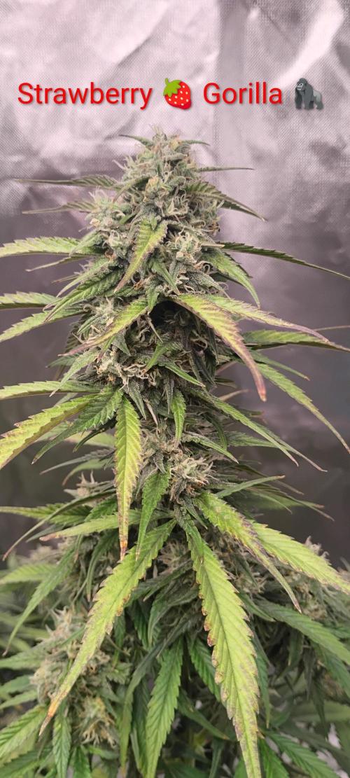 Strawberry Gorilla. Week 8