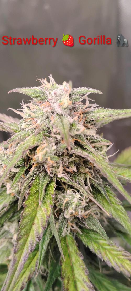 Strawberry Gorilla. Week 8