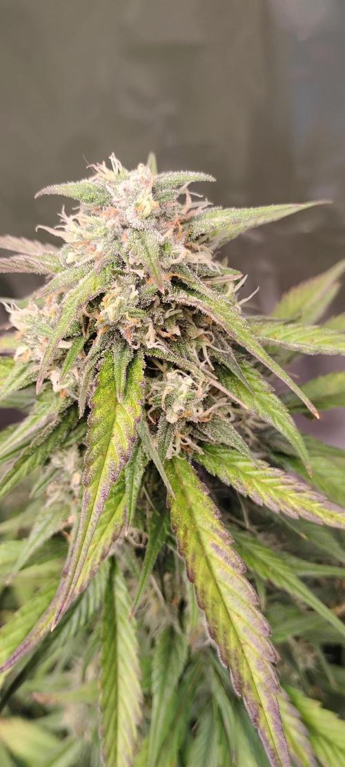 Strawberry Gorilla. Week 8