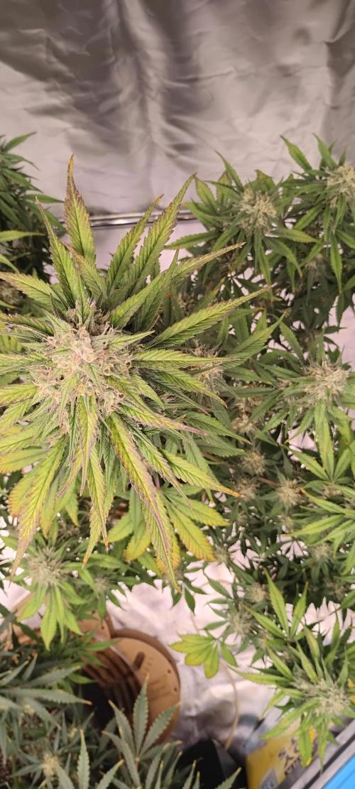 Strawberry Gorilla. Week 8