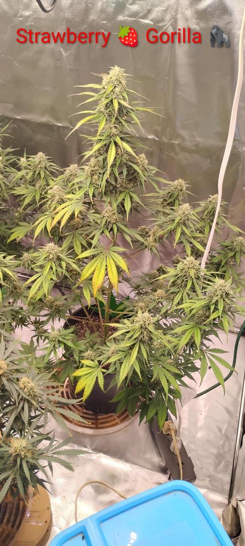 Strawberry Gorilla. Week 8