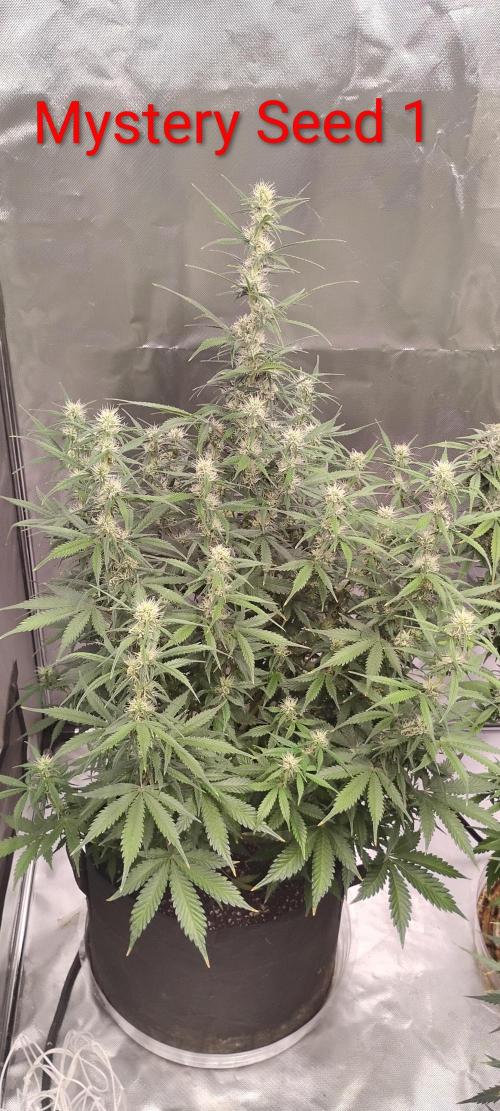 Mystery Seed 1. Week 8