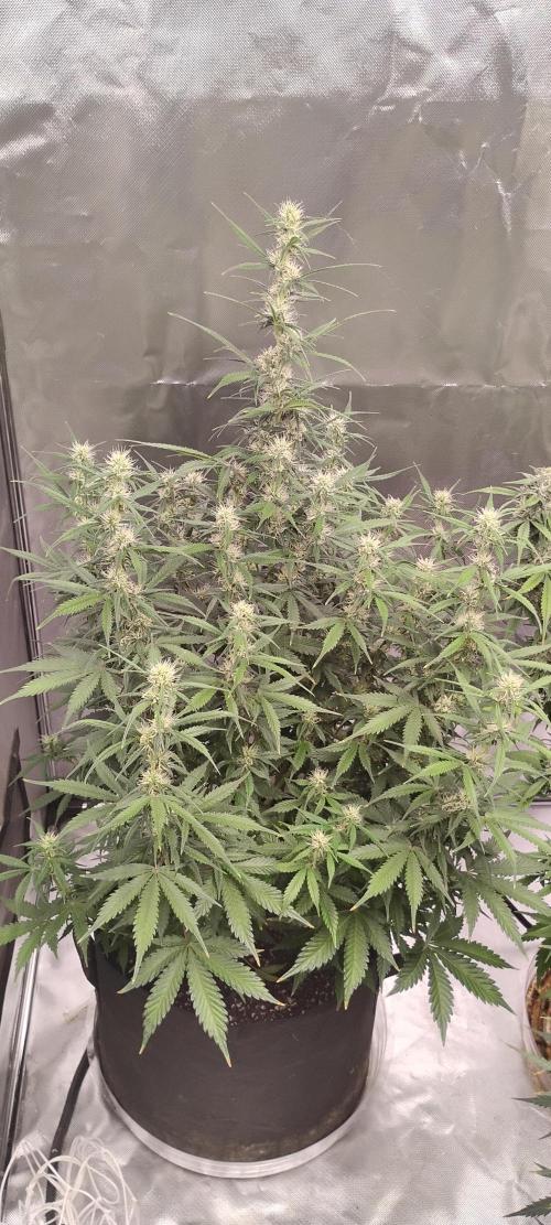 Mystery Seed 1. Week 8