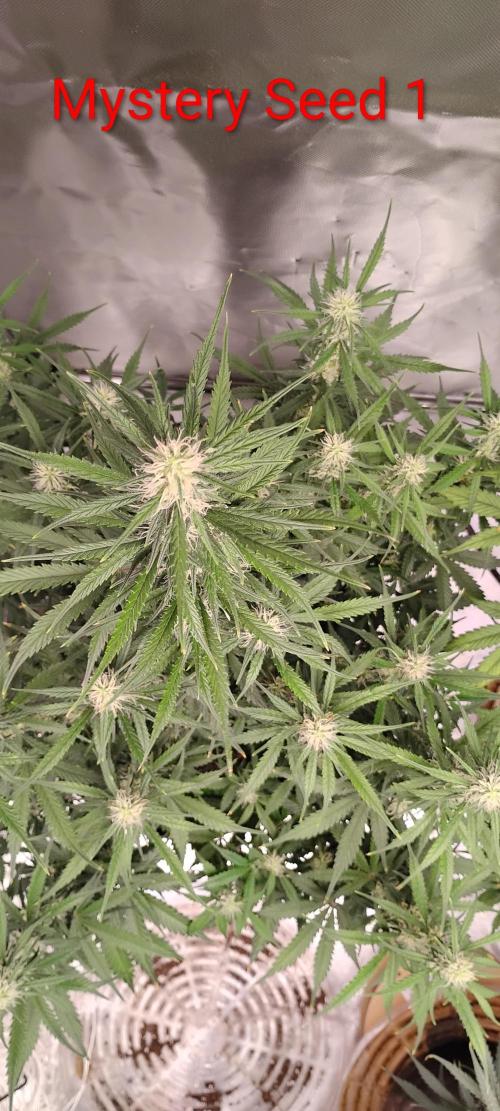 Mystery Seed 1. Week 8