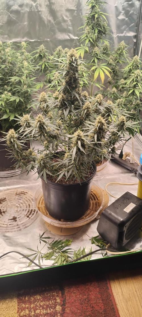 Mystery Seed 2. Week 8