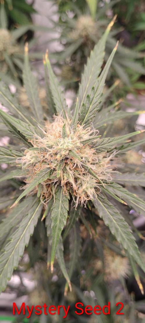 Mystery Seed 2. Week 8