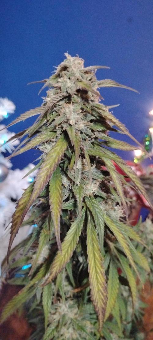 Strawberry Gorilla. Week 8