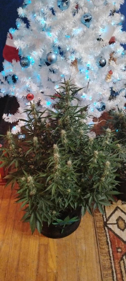 Mystery Seed 1. Week 8